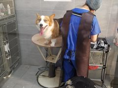 -宠福鑫康馨动物医院·骨科·眼科