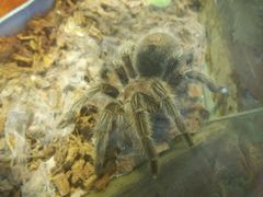 android_upload_pic-上海大自然野生昆虫馆
