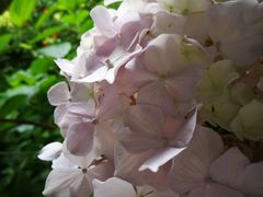 -重元寺香积厨素斋馆