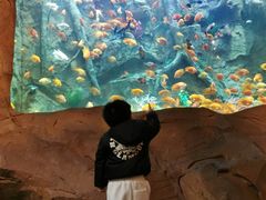 -杭州开元森泊度假乐园