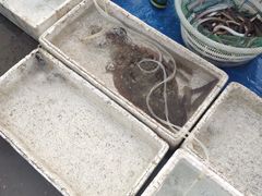 -青岛沙子口国家中心渔港