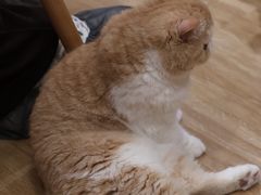 -滚猫咖啡·猫咖·猫友好撸猫(未来城店)