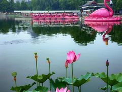 -莲花池公园