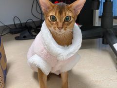 -北京赛佳动物医院