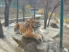 -栾川竹海野生动物园