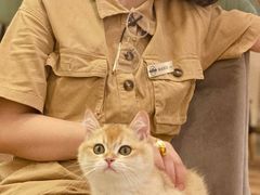 -袖虎·猫馆(体育西路店)