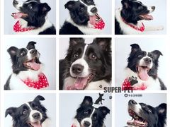 -超宠爱宠物摄影-Super pet