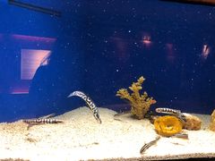 -上海海洋水族馆