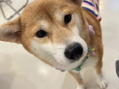 -共舞时光猫咖·狗咖(新街口店)
