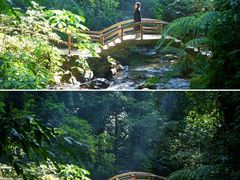 -莫里热带雨林景区