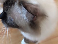 -momokira米努特·德文卷毛猫·棉花面纱犬