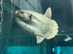 -大阪海游馆