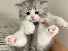 -lincat·猫舍(广州店)