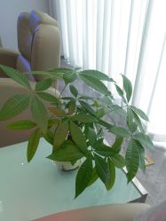-碧莲盛·不剃发植发