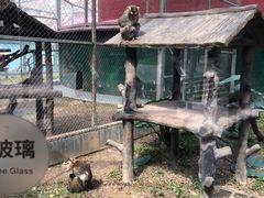 -深圳野生动物园