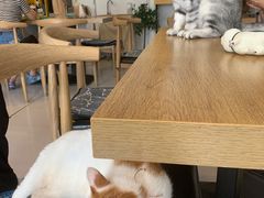 -平行世界·猫咖(首经贸店)