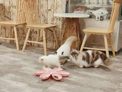 -楼上猫咖(罗湖店)