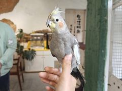 -深圳鸟咖鹦花岛