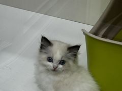 -青奢宠物·青奢猫舍