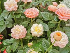 -秦美花卉(天朗·莱茵小城2期店)