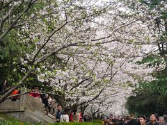 -武汉大学-樱园