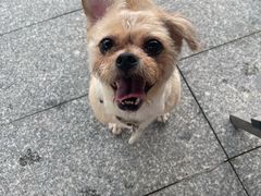 -宠物星动物医院·眼科·异宠·猫科(江南大道总院)