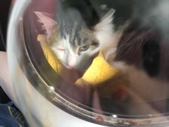-芭比堂宠物医院·全科爱猫医院·仁德分院