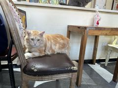 -猫小院猫主题餐厅(南锣旗舰店)