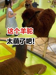 -七巧国萌宠乐园(龙湖天街店)
