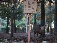 -奈良公园