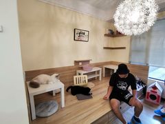 -滚猫咖啡·猫咖·猫友好撸猫(未来城店)
