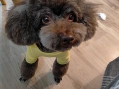 -读宠于你·约克夏比熊·睫角守宫·爬宠售卖(高新店)