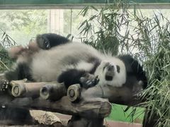 -广州动物园