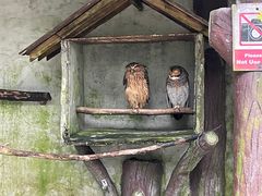 -吉隆坡雀鸟公园