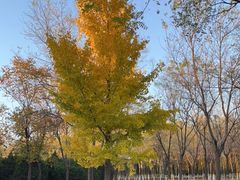 -永定河休闲森林公园