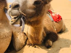 -银肯塔拉沙漠生态旅游景区