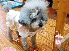 -志龙皇冠吃货椰子铺