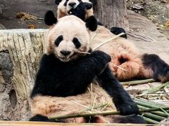 -都江堰中华大熊猫苑