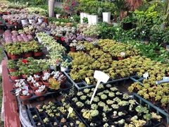 -广东花都香草世界旅游度假区
