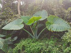 -中国科学院西双版纳热带植物园