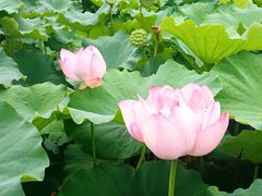 -陈家山荷花公园