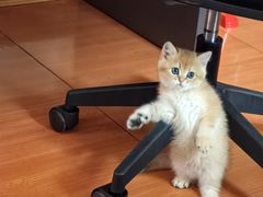 -贝康宠物医院·犬猫全科·小动物特色诊疗中心(东环路店)