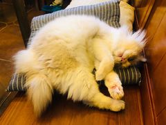 -李小姐の猫咖啡馆(五角场店)