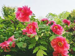 -洛阳市牡丹公园