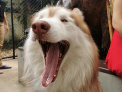 -TrueLove @ Neverland (Husky Cafe)