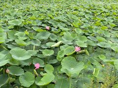 -白渔泡湿地公园