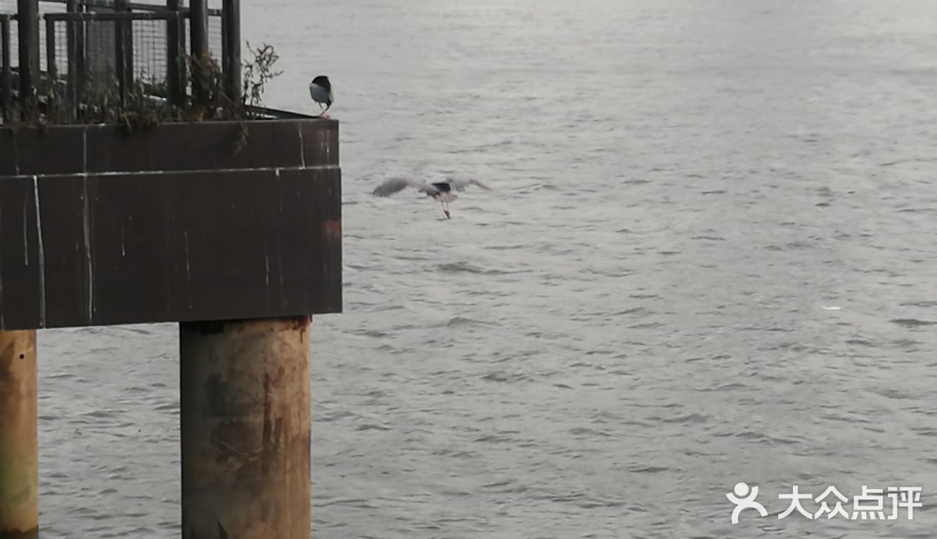 吹着夏风,目光追随着那一只只江鸥,自由地翱翔在浦江上空