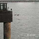 吹着夏风,目光追随着那一只只江鸥,自由地翱翔在浦江上空