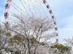 -顾村公园