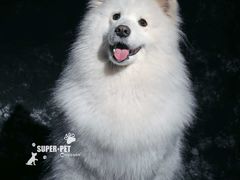 -超宠爱宠物摄影-Super pet